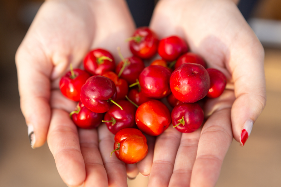 Acerola na dlaních